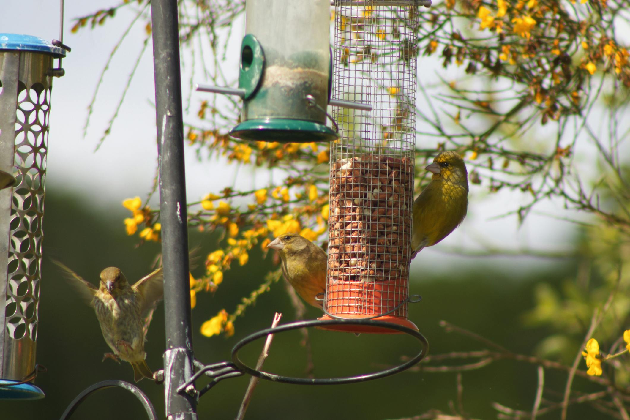 The Best Bird Feeding Stations For Your Garden UK 2021